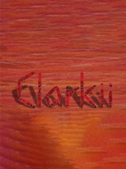 Clarkii