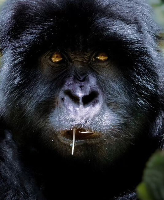 Escape-from-Extinction-Rewilding