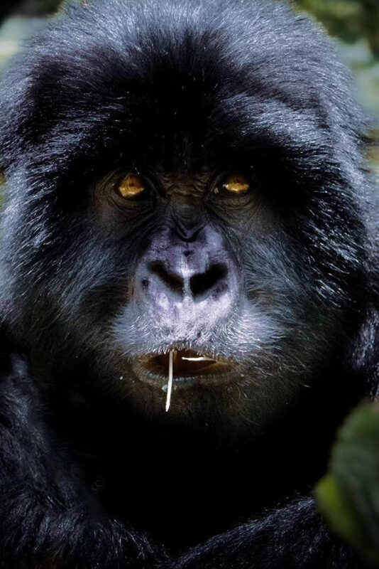 Escape-from-Extinction-Rewilding