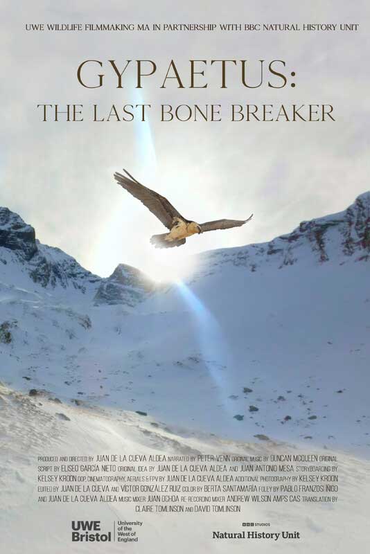 Gypaetus: The Last Bone Breaker